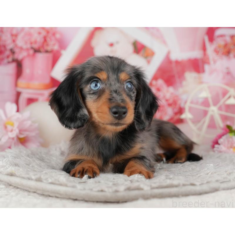 販売中の東京都のミニチュアダックスフンド(ロングヘアード)-449279の10枚目