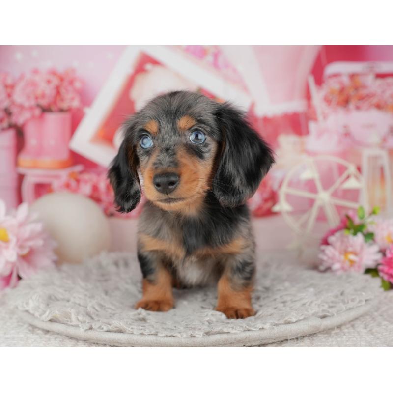 販売中の東京都のミニチュアダックスフンド(ロングヘアード)-449279の3枚目