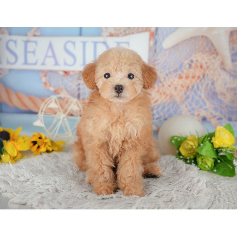 販売中の東京都のトイプードル-449292