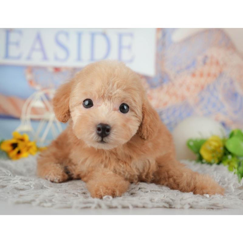 販売中の東京都のトイプードル-449292の11枚目