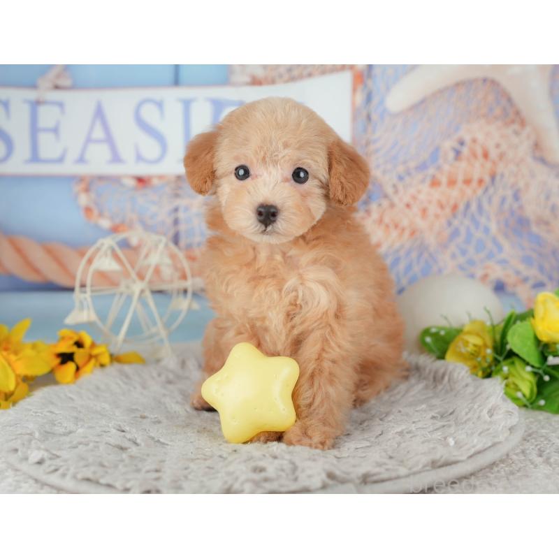 販売中の東京都のトイプードル-449292の9枚目