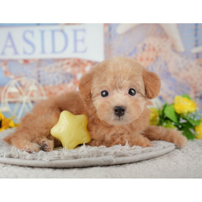 販売中の東京都のトイプードル-449292の8枚目