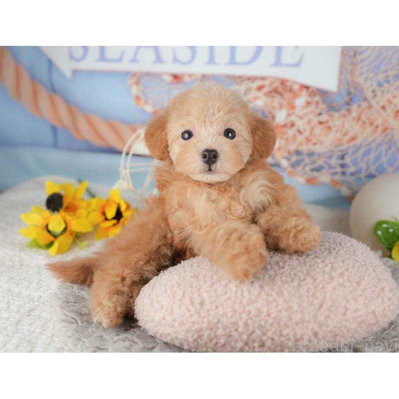 販売中の東京都のトイプードル-449292の5枚目