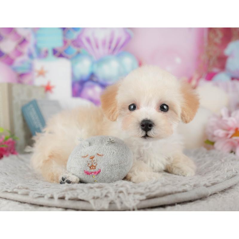 販売中の東京都のトイプードル-449293の9枚目