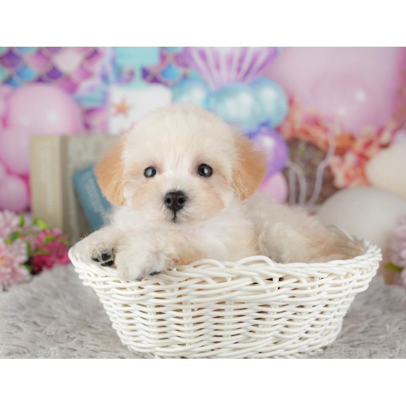 販売中の東京都のトイプードル-449293の6枚目