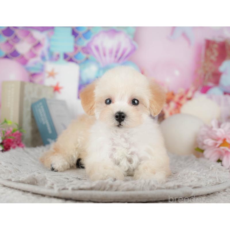 販売中の東京都のトイプードル-449293の4枚目