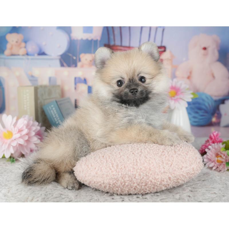 販売中の東京都のポメラニアン-449302