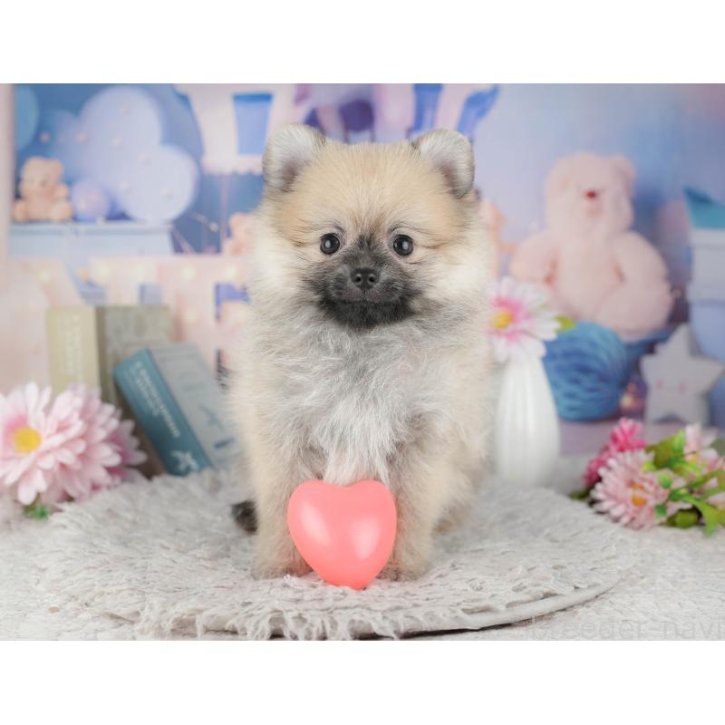 販売中の東京都のポメラニアン-449302の6枚目