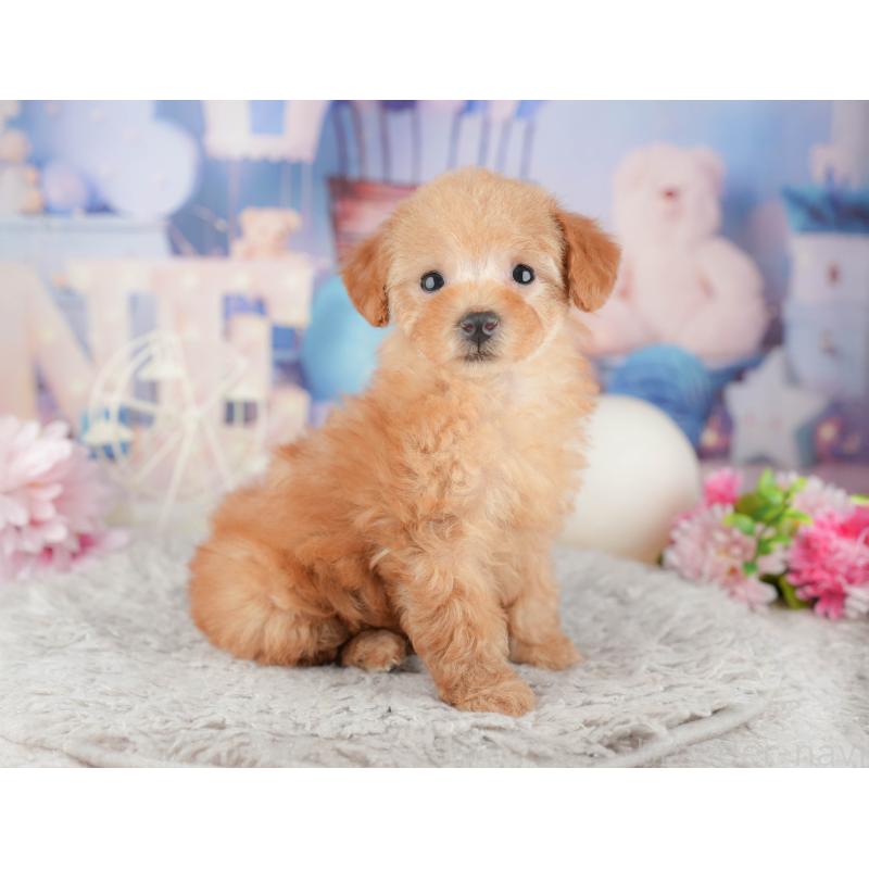 販売中の東京都のトイプードル-449304の11枚目