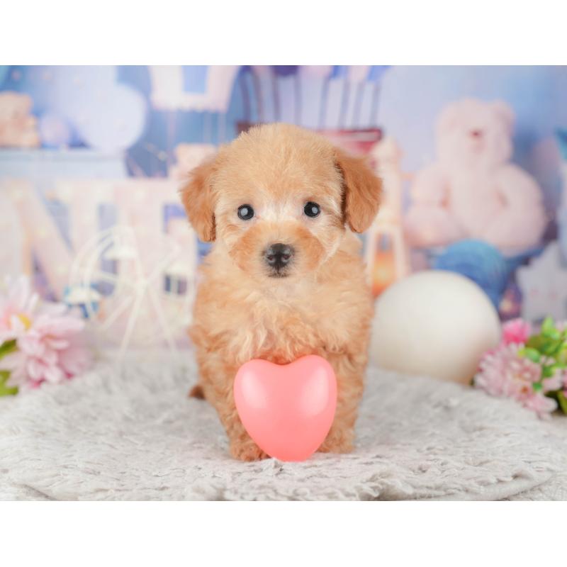 販売中の東京都のトイプードル-449304の10枚目