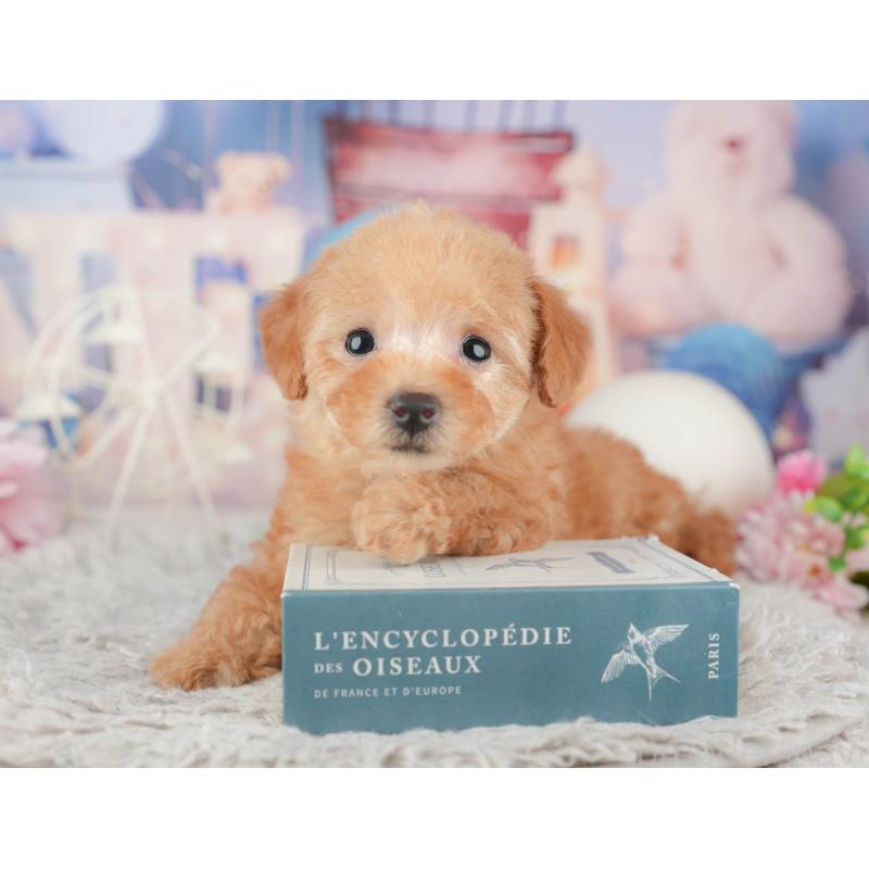 販売中の東京都のトイプードル-449304の7枚目