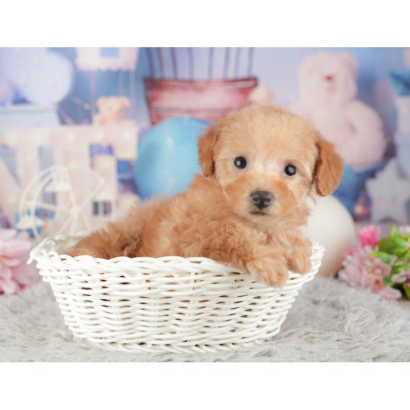 販売中の東京都のトイプードル-449304の4枚目