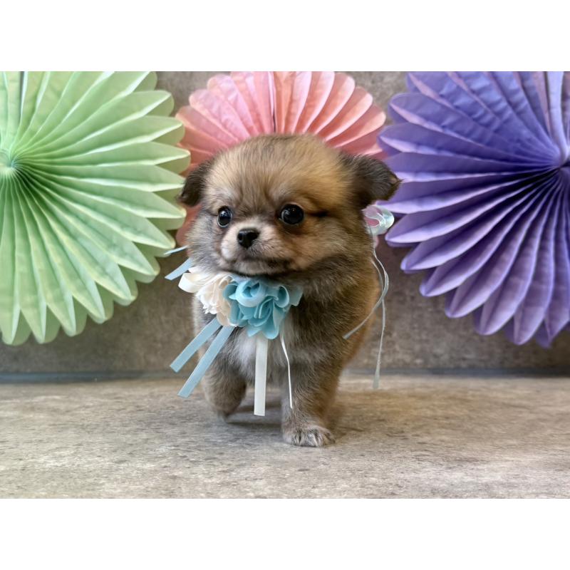 販売中の大阪府のチワワ(ロングコート)-449196の3枚目