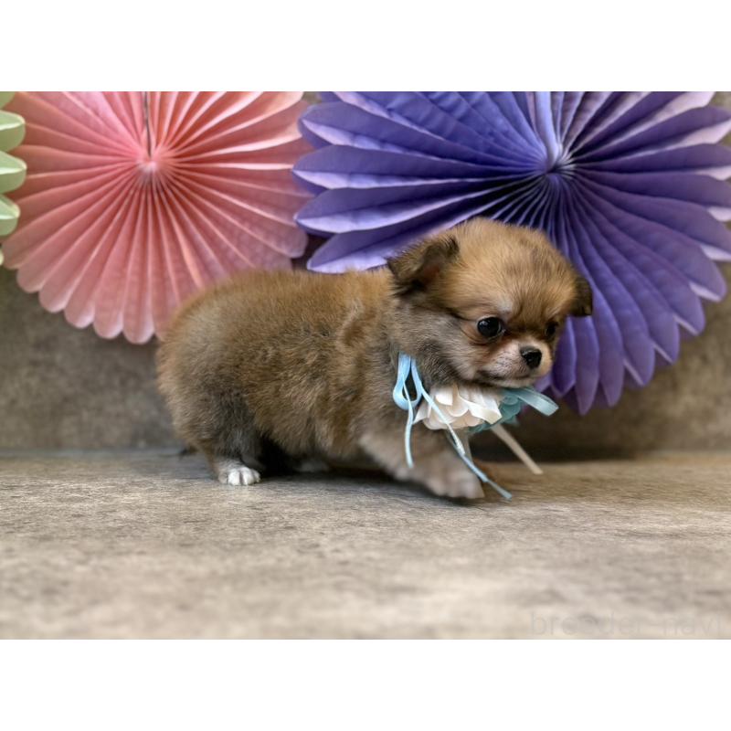 販売中の大阪府のチワワ(ロングコート)-449196の2枚目