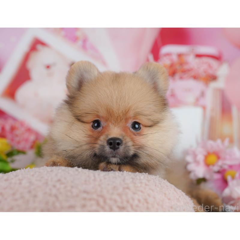 販売中の東京都のポメラニアン-449465の1枚目