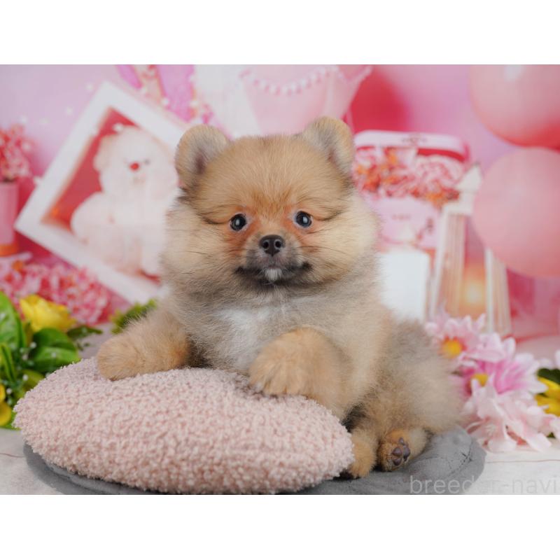 販売中の東京都のポメラニアン-449465の6枚目