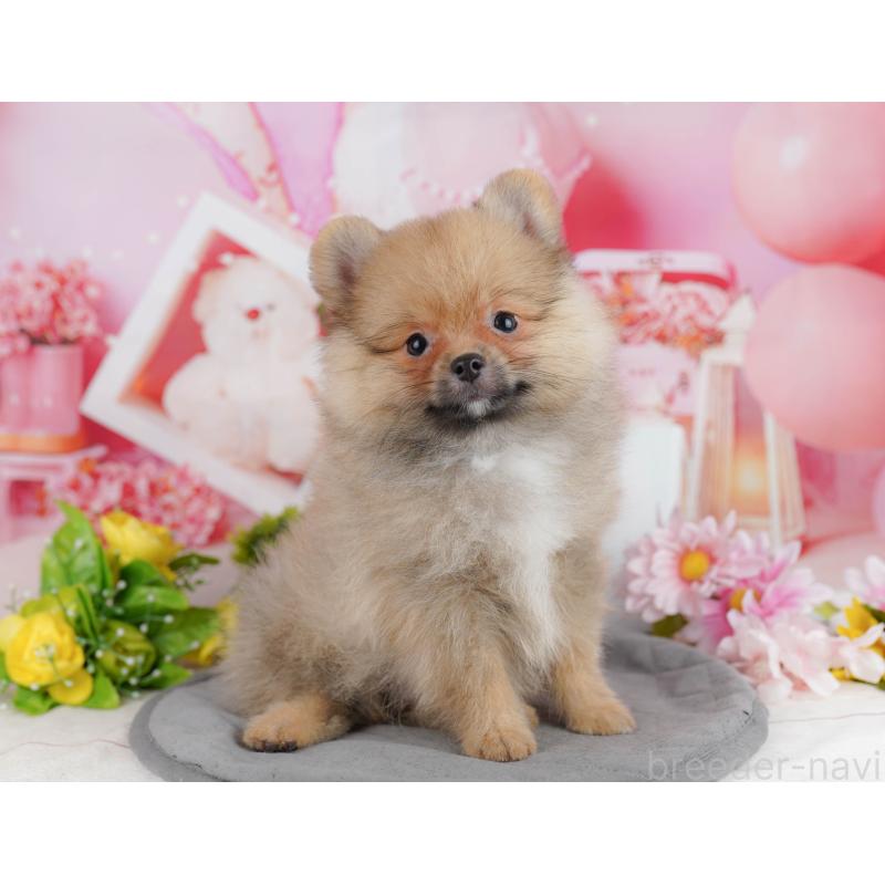 販売中の東京都のポメラニアン-449465の4枚目