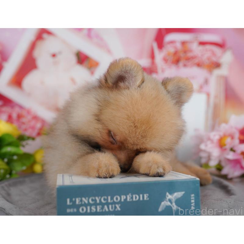 販売中の東京都のポメラニアン-449465の3枚目