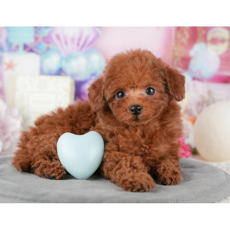 販売中の東京都のトイプードル-449467の9枚目