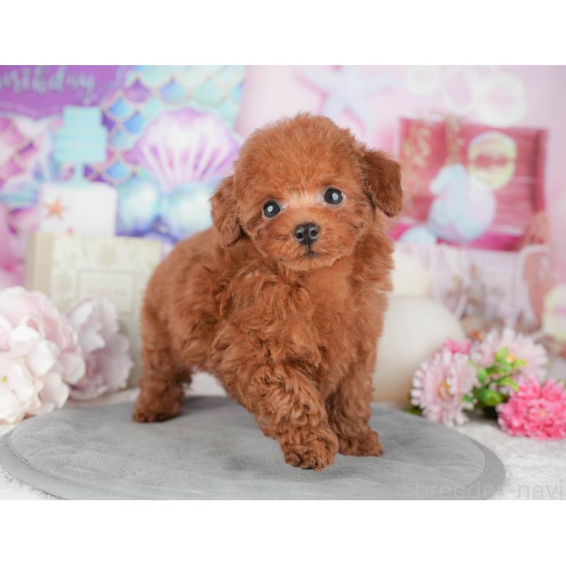 販売中の東京都のトイプードル-449467の7枚目