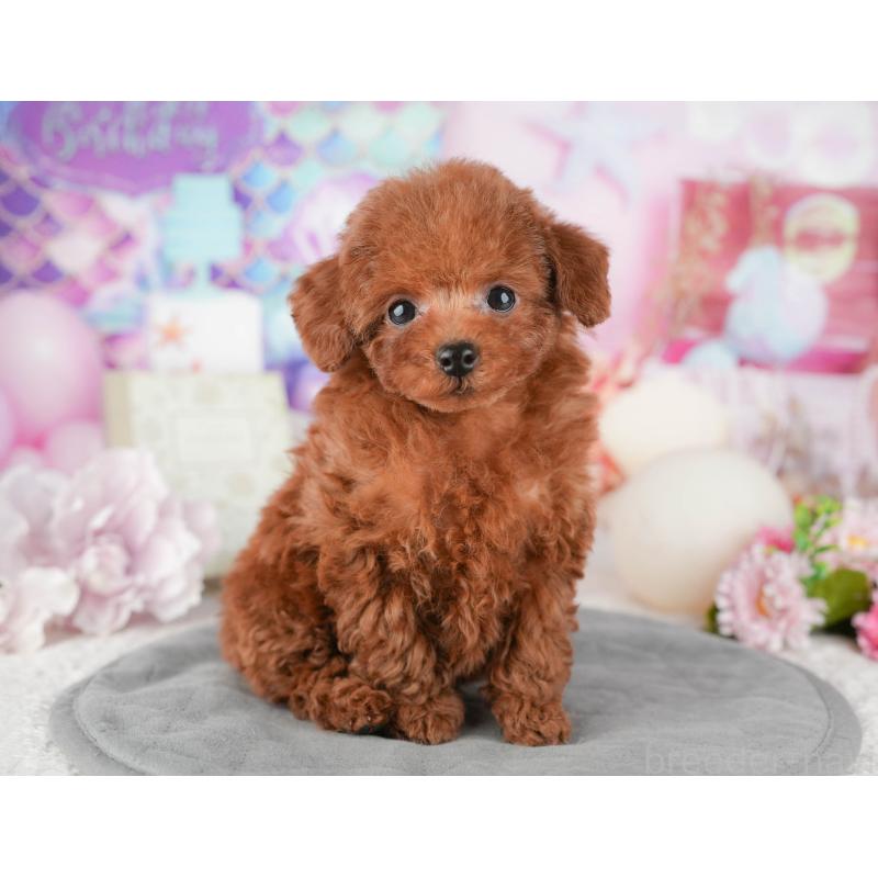 販売中の東京都のトイプードル-449467の6枚目