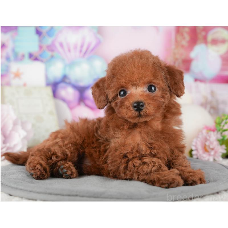 販売中の東京都のトイプードル-449467の5枚目