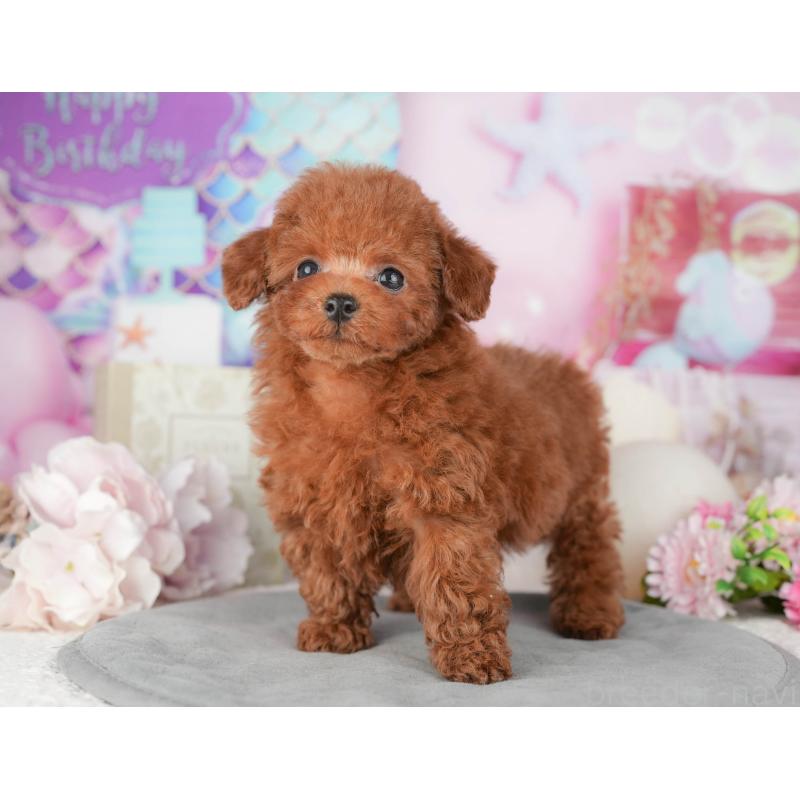 販売中の東京都のトイプードル-449467の3枚目