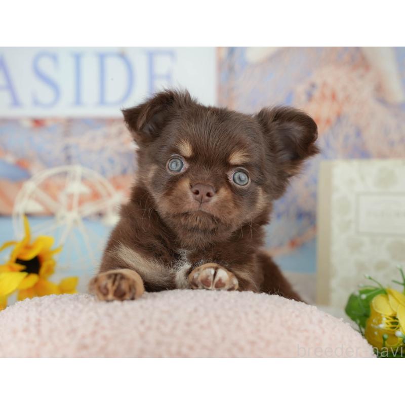 販売中の東京都のチワワ(ロングコート)-449568の1枚目