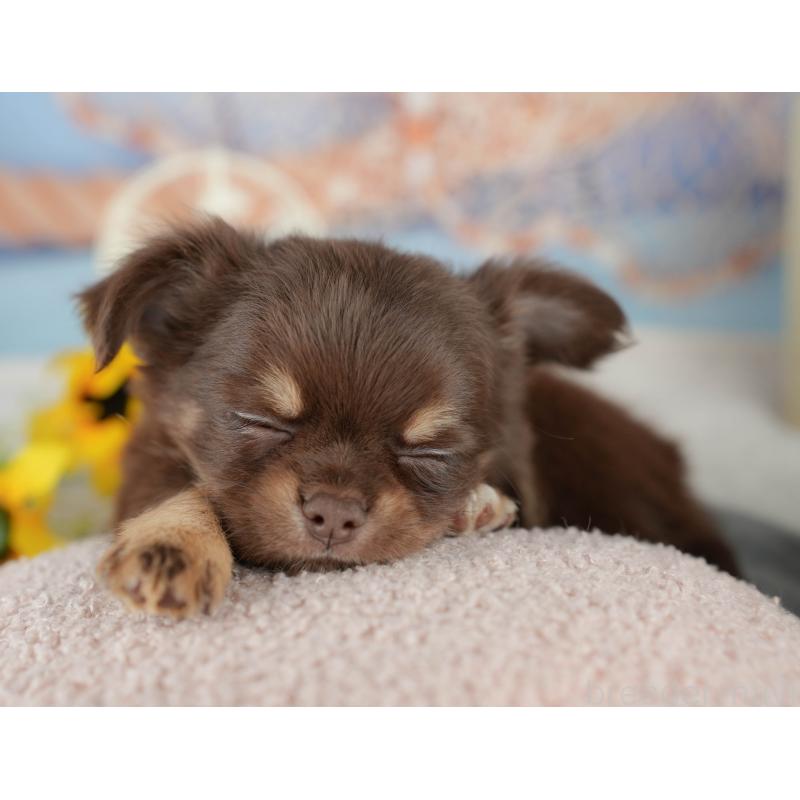 販売中の東京都のチワワ(ロングコート)-449568の10枚目