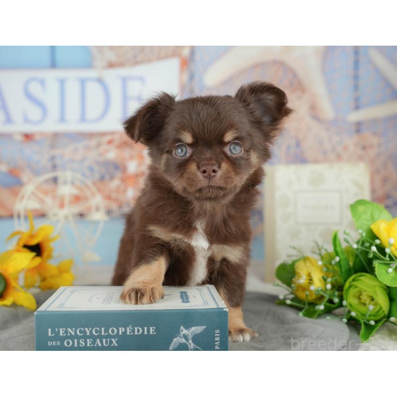 販売中の東京都のチワワ(ロングコート)-449568の9枚目