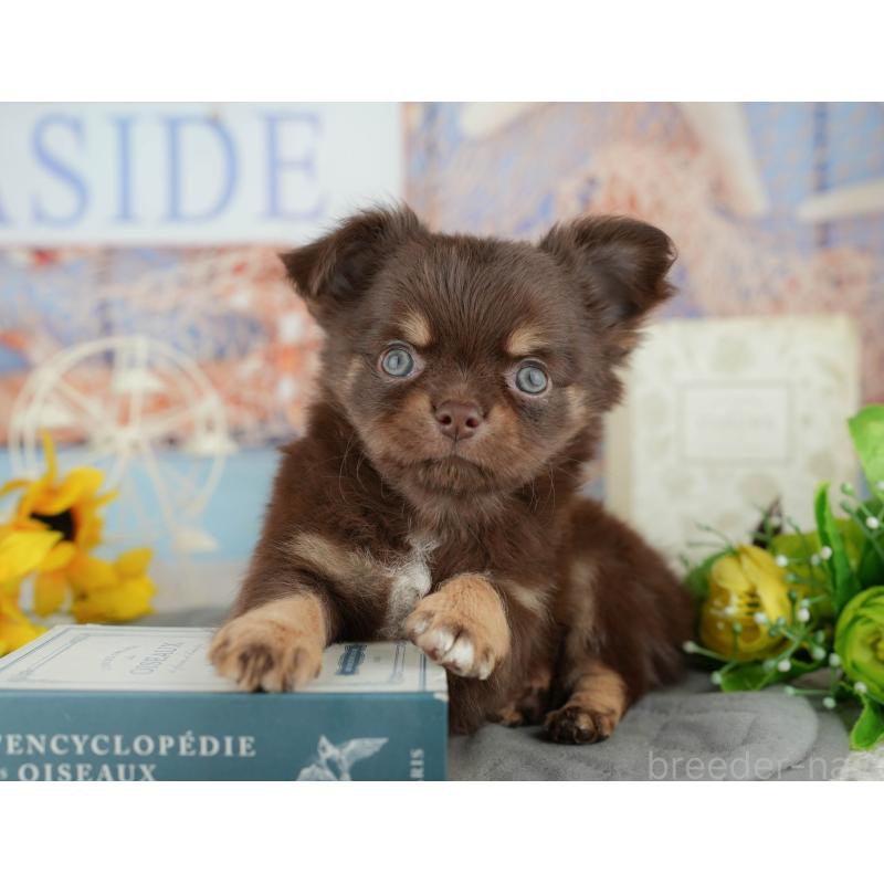 販売中の東京都のチワワ(ロングコート)-449568の8枚目