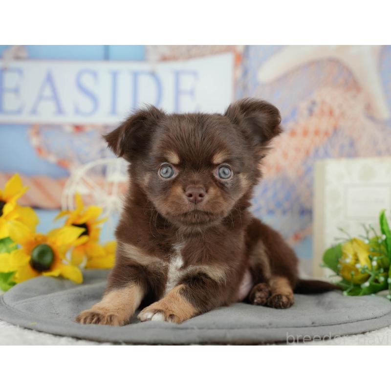 販売中の東京都のチワワ(ロングコート)-449568の7枚目