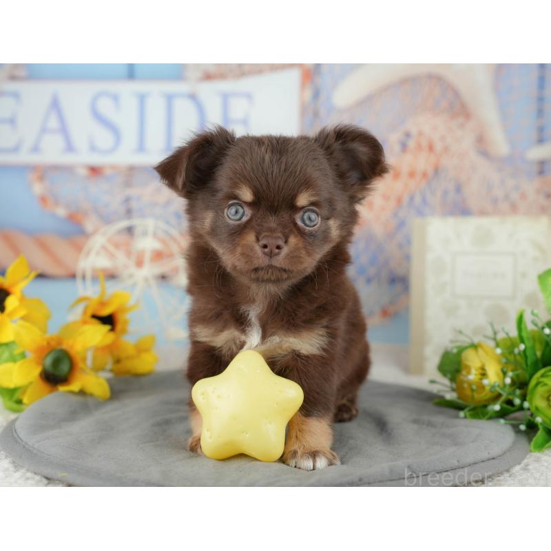 販売中の東京都のチワワ(ロングコート)-449568の5枚目