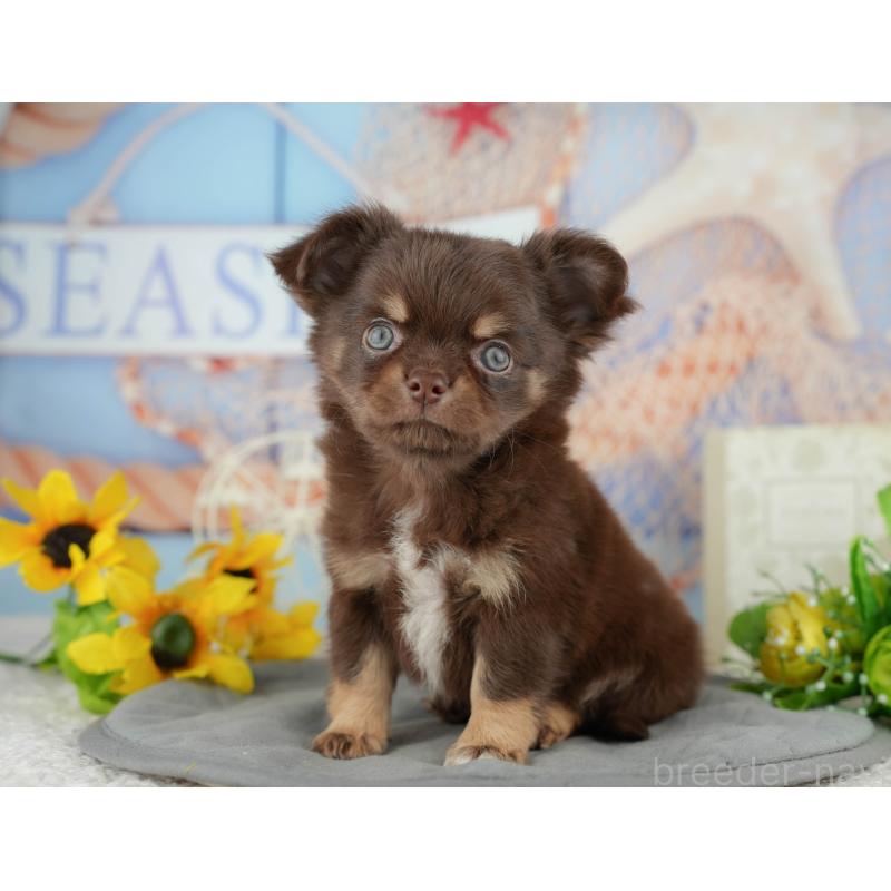 販売中の東京都のチワワ(ロングコート)-449568の4枚目