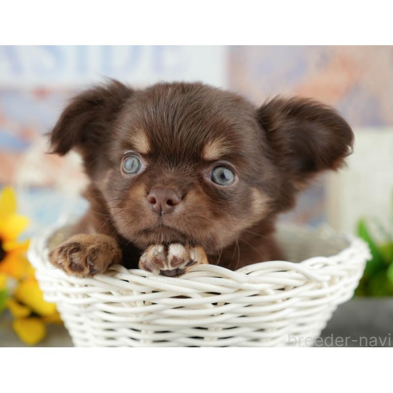 販売中の東京都のチワワ(ロングコート)-449568の3枚目