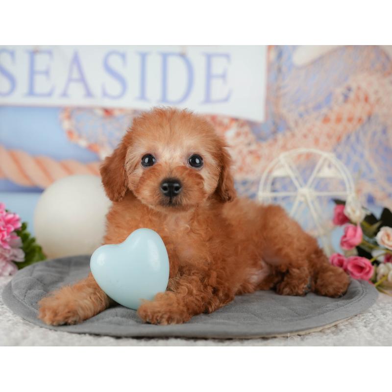 販売中の東京都のトイプードル-449569の11枚目