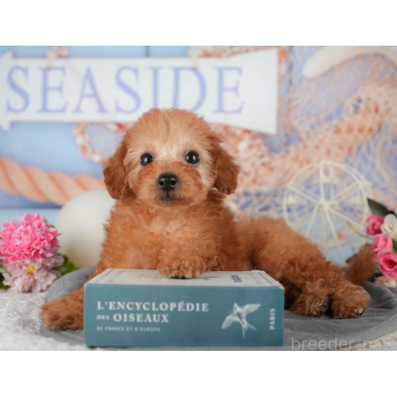 販売中の東京都のトイプードル-449569の10枚目