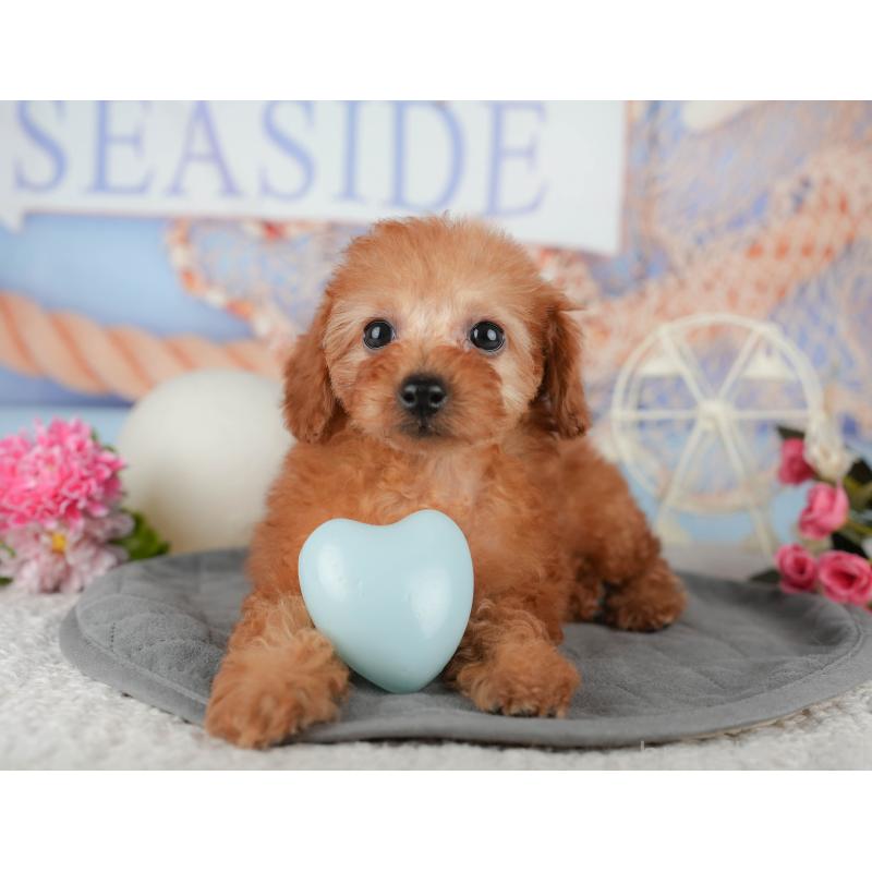 販売中の東京都のトイプードル-449569の4枚目