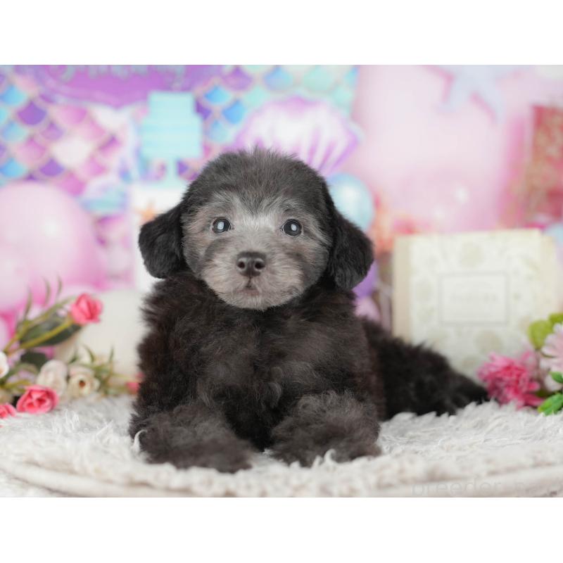 販売中の東京都のトイプードル-449471の1枚目