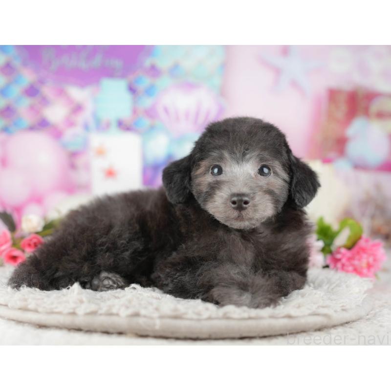 販売中の東京都のトイプードル-449471の11枚目