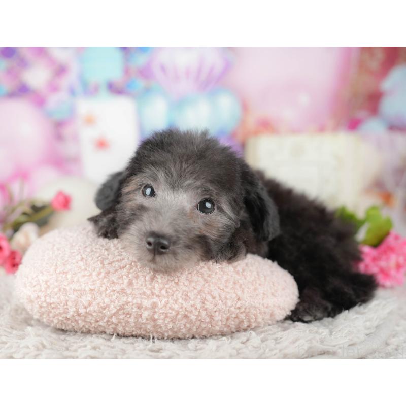 販売中の東京都のトイプードル-449471の7枚目