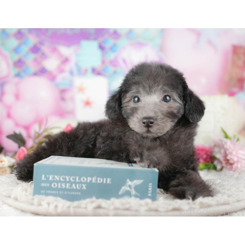 販売中の東京都のトイプードル-449471の6枚目