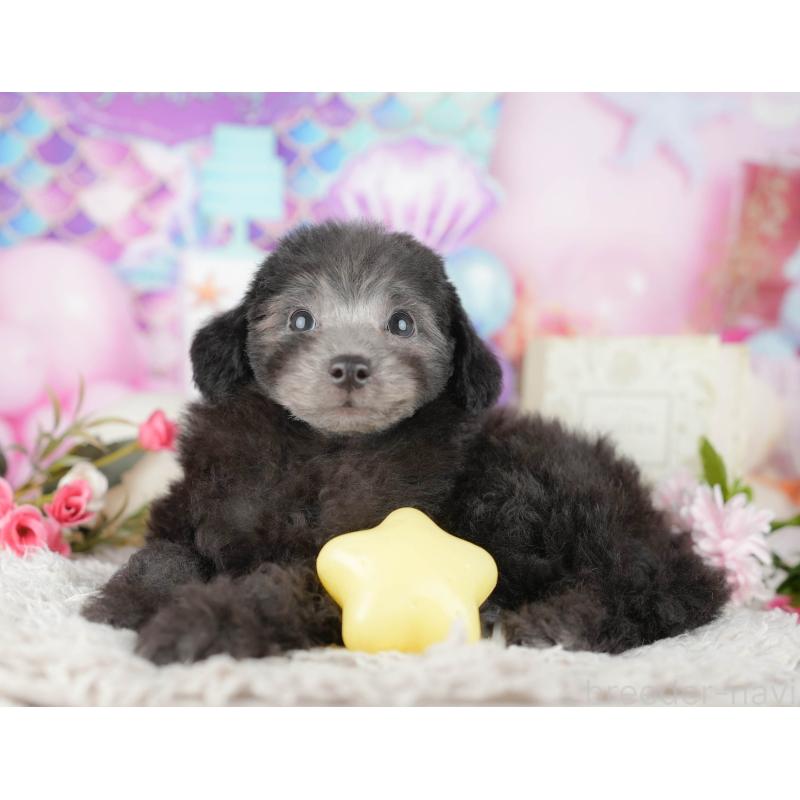 販売中の東京都のトイプードル-449471の5枚目