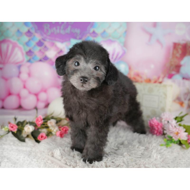 販売中の東京都のトイプードル-449471の3枚目