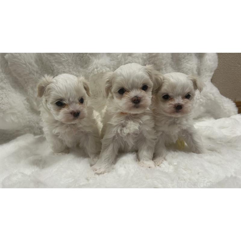 販売中の愛媛県のマルチーズ-449337の3枚目