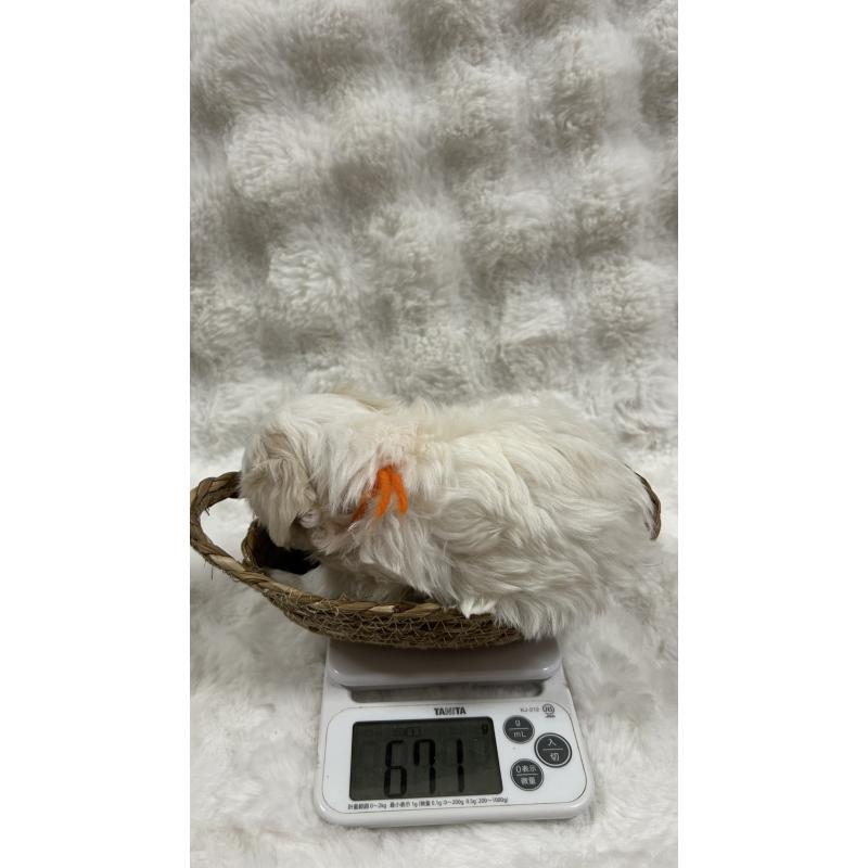 販売中の愛媛県のマルチーズ-449338の3枚目