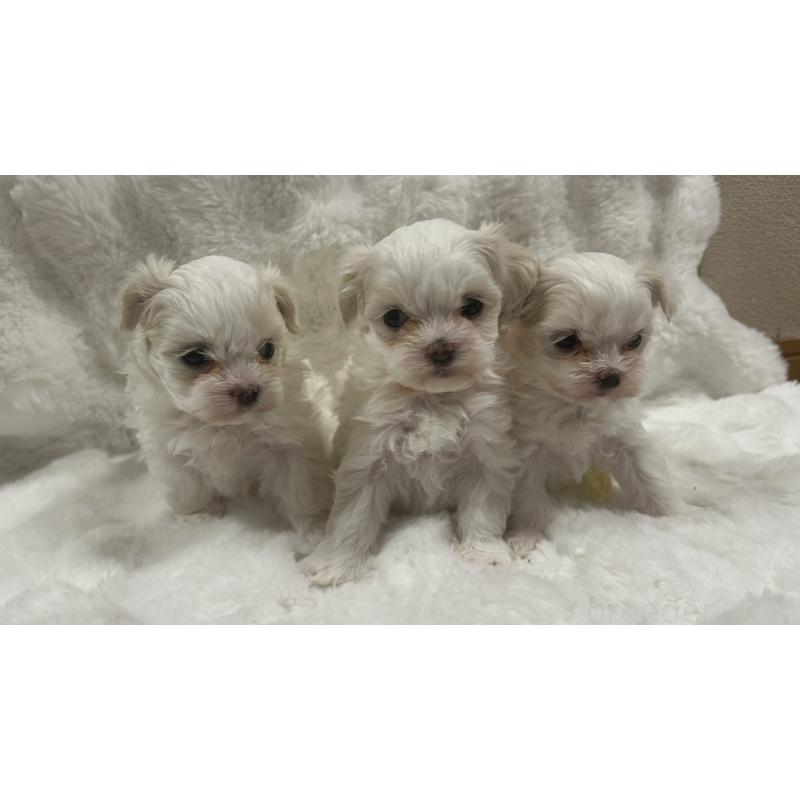 販売中の愛媛県のマルチーズ-449338の2枚目