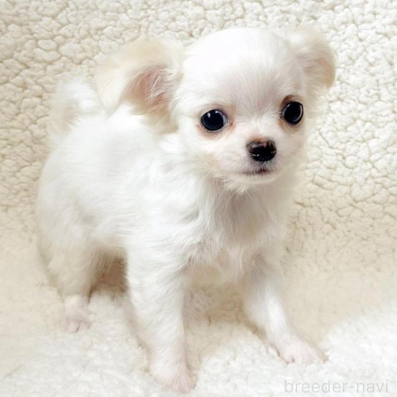 販売中の東京都のチワワ(ロングコート)-449361