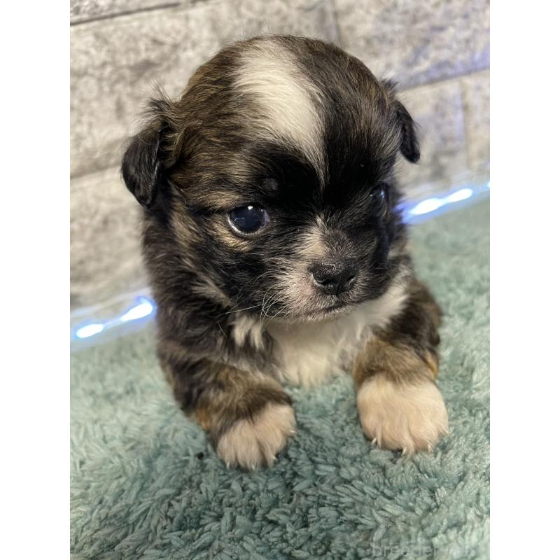 販売中の千葉県のチワズー:チワワ×シーズー-449366