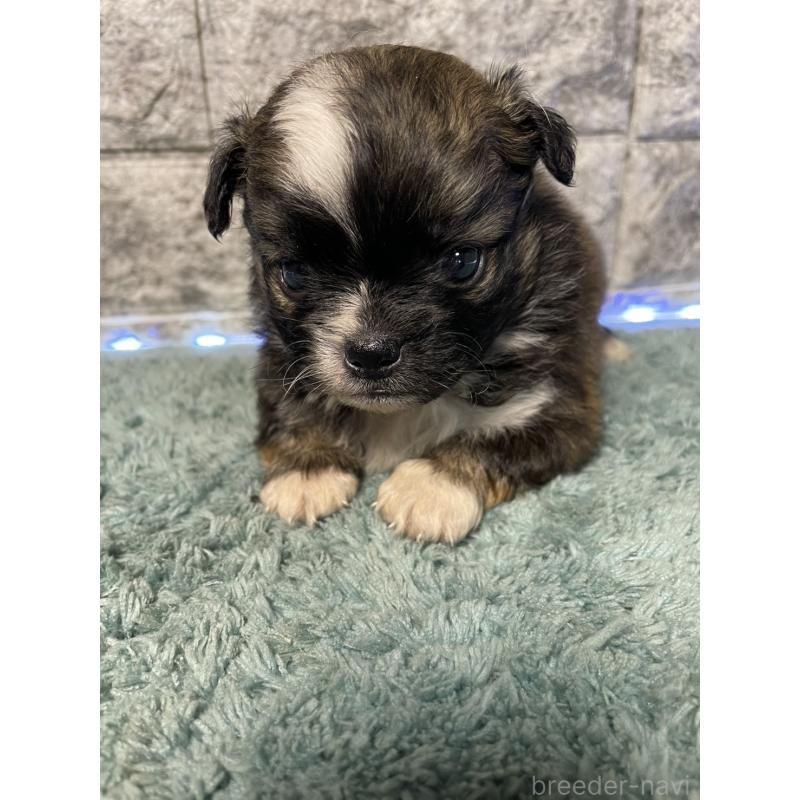 販売中の千葉県のチワズー:チワワ×シーズー-449366の5枚目